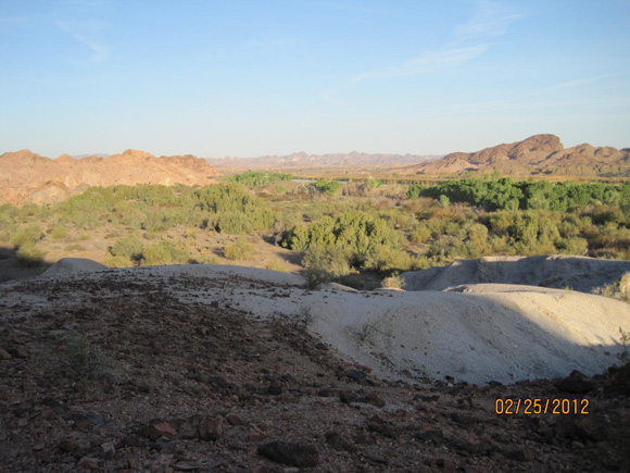 Ironwood trees and desert shrubs.