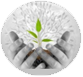 nepalseeds